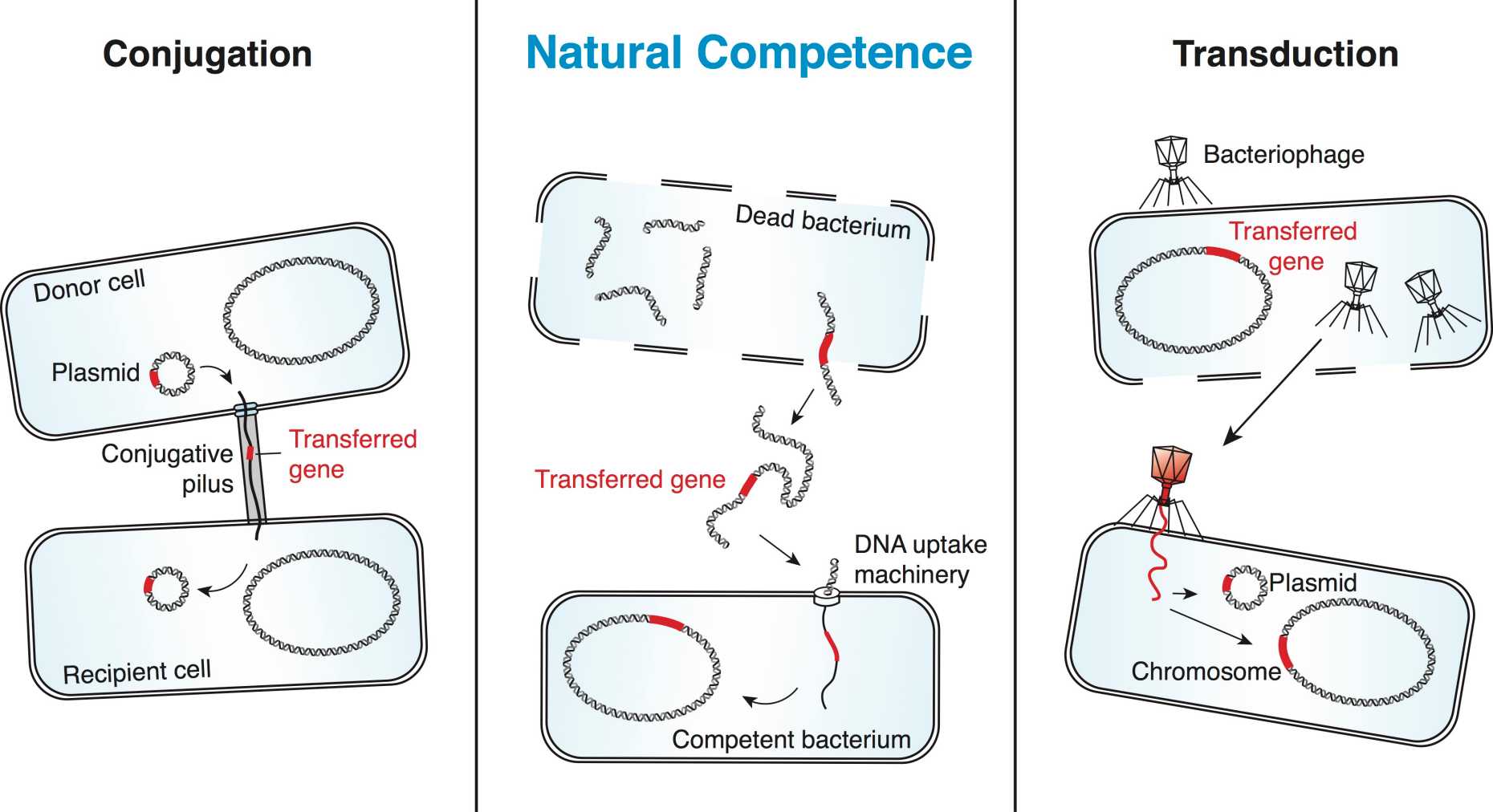 Research Focus – Hospenthal Lab | ETH Zurich